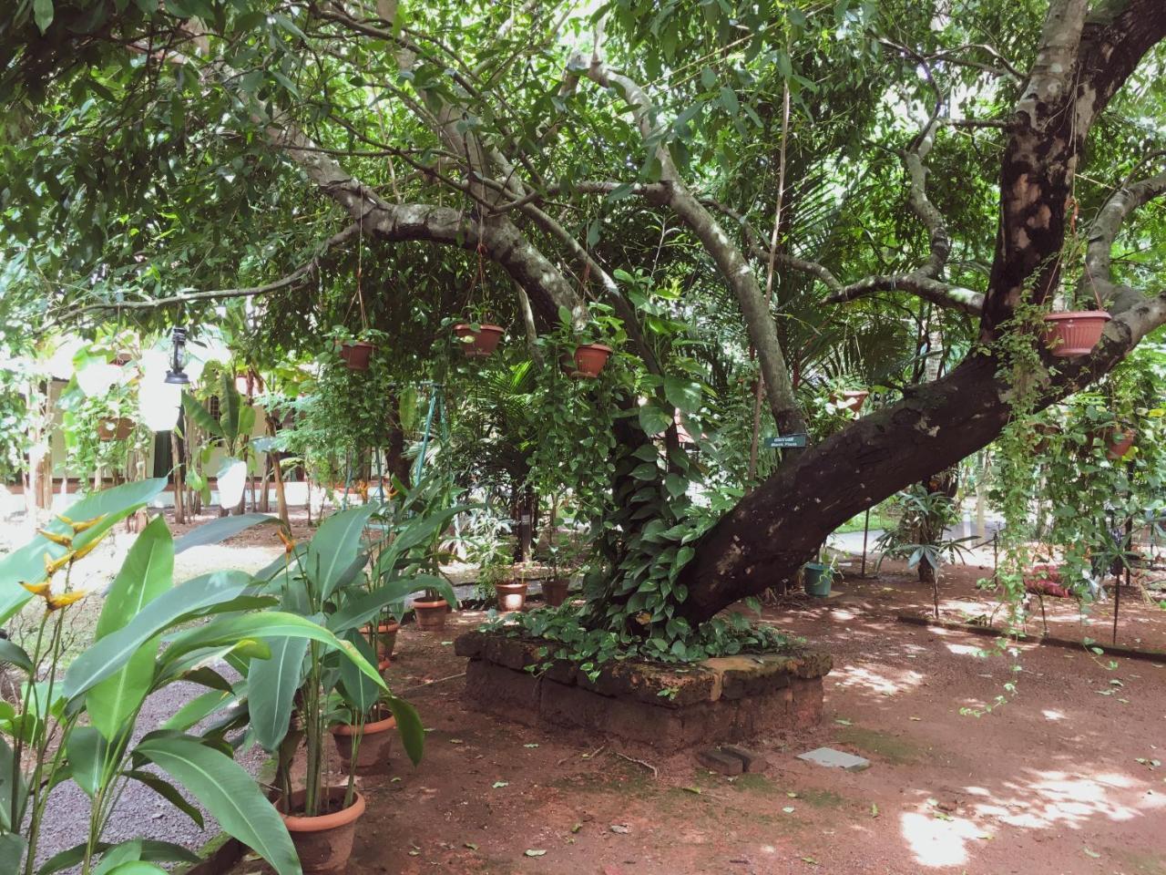 Palm Grove Service Villa Kochi Extérieur photo