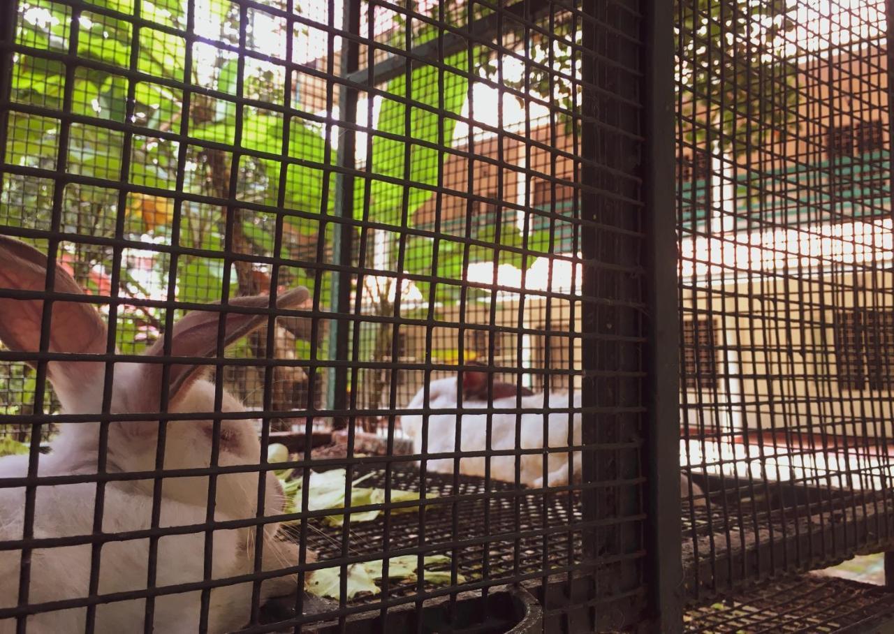 Palm Grove Service Villa Kochi Extérieur photo