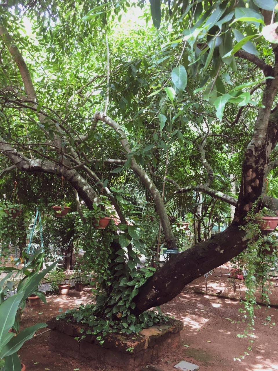 Palm Grove Service Villa Kochi Extérieur photo